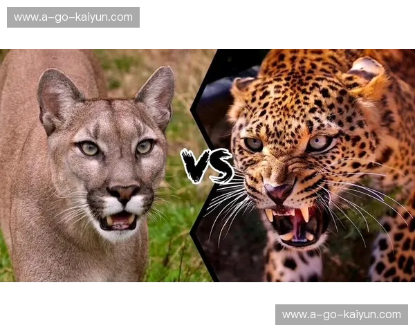 丛林之王与山间幽灵：美洲豹与美洲狮的巅峰对决，谁才是新大陆的终极掠食者？